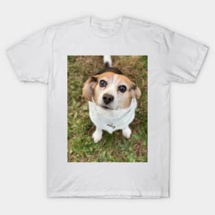 The Curious Beagle T-Shirt